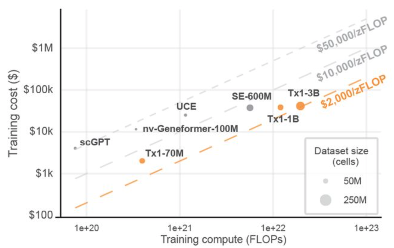 Training cost vs FLOPs across single-cell foundation models (cropped from Tahoe-X1 Fig. 7A)